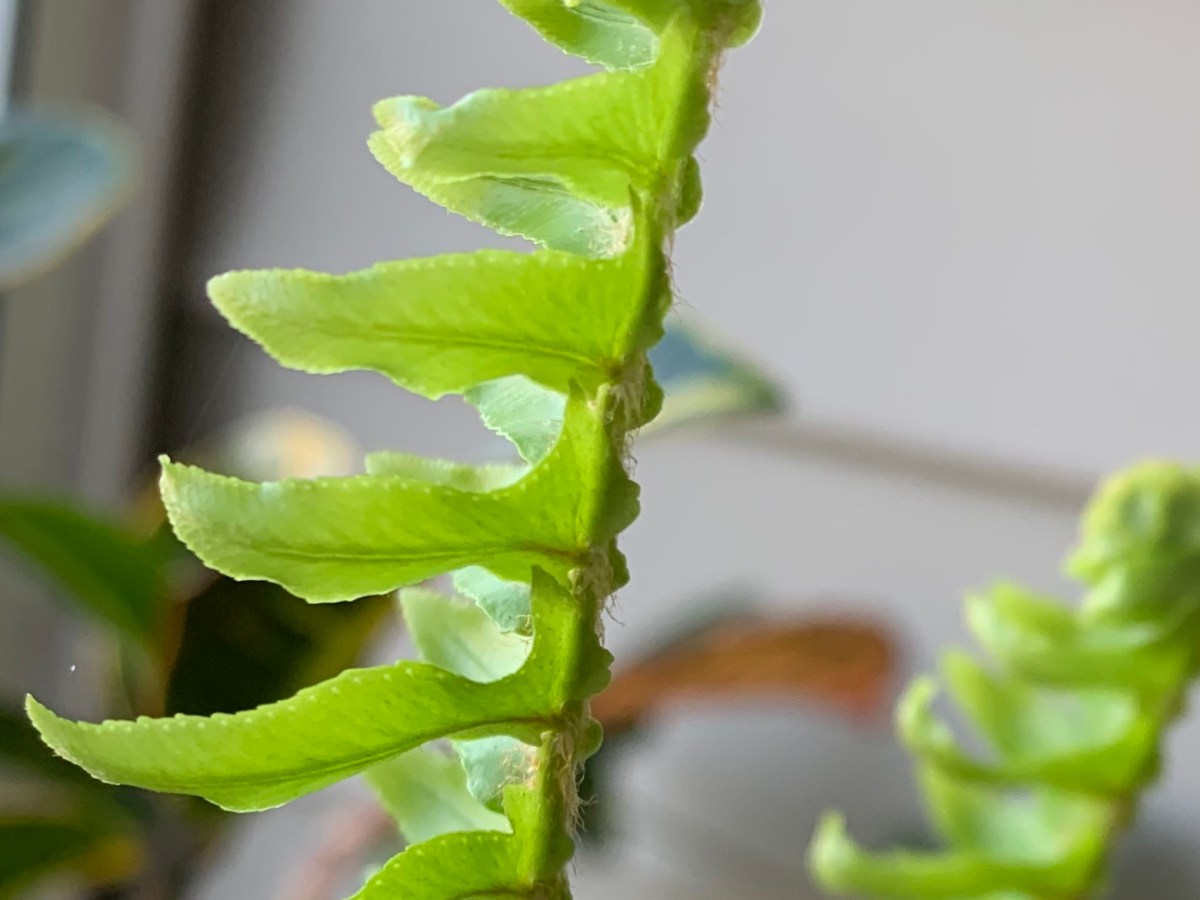 Learning to Love&nbsp;Ferns
